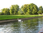 Swan on the Cam