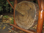 Muir Woods