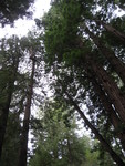 Muir Woods