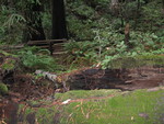 Muir Woods