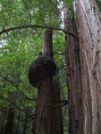 Muir Woods